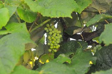 What are some good fertilizers for grapes?