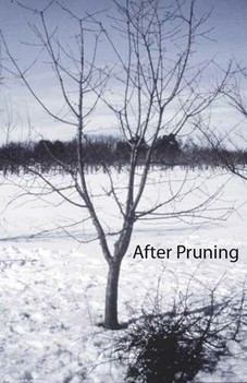fruit tree after pruning