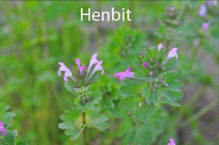 Henbit weed