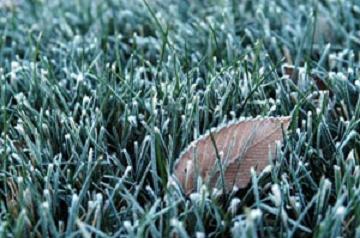 frost on lawns