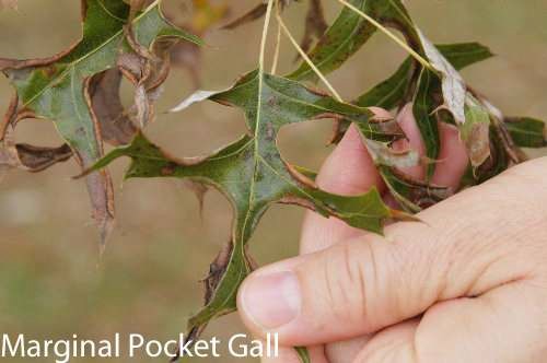 marginal pocket gall on oak leaf