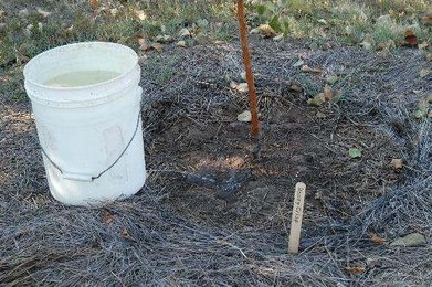 Watering tree with bucket system