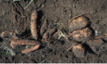 sweet potato harvest