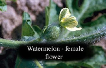 watermelon female flower