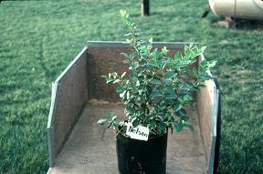 potted blueberry plant