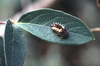 ladybird beetle larvae