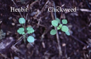 broadleaf weeds henbit and chickweed