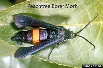 Peachtree borer moth