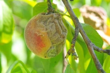 brown rot on stone fruit