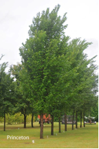 Elm tree Princeton