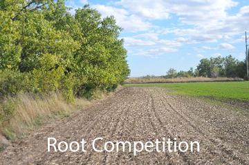 root competition example