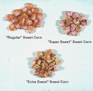 sweet corn seeds