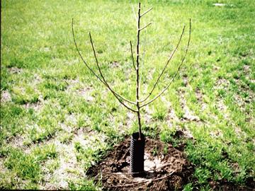 young pruned fruit tree