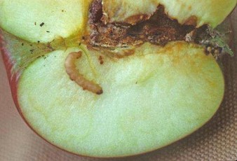 codling moth worm in apple