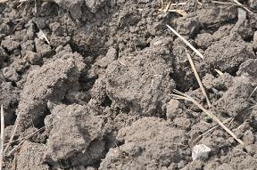 soil clods