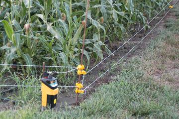 raccoon fence around sweet corn
