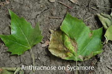 Anthracnose on Sycamore leaf