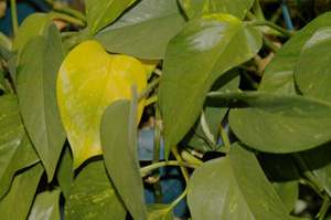 yellowing leaves on houseplant