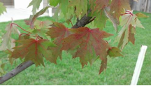 reddening leaves