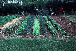 home vegetable garden