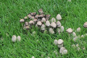 mushrooms in turf