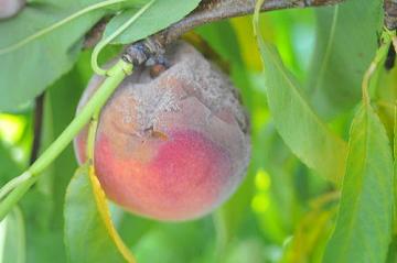 brown rot on peach
