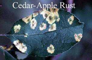 Cedar-Apple rust