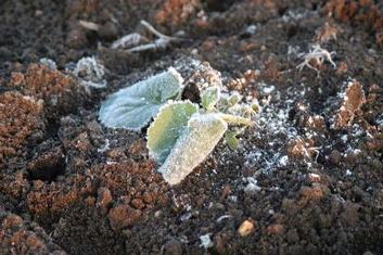 frost on vegetable seedling