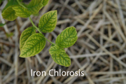 Iron Chlorosis