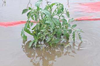 tomato in flood water