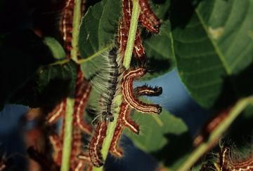 walnut caterpillars