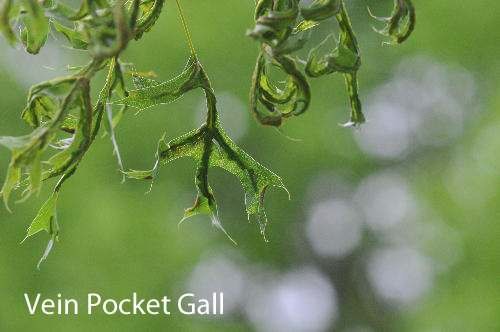 vein pocket gall on oak leaf