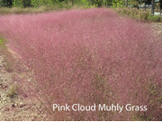 Pink Cloud Muhly Grass