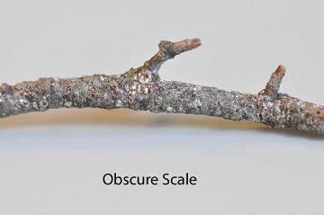 obscure scale