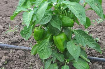 green bell pepper plant