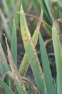 Iris leaf spot
