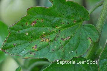 Septoria leaf spot on tomato