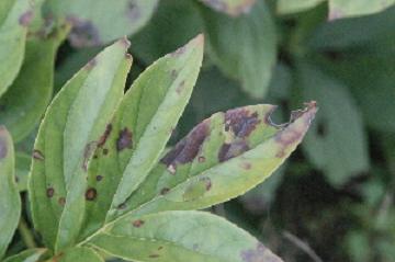 red spots on peony leaf