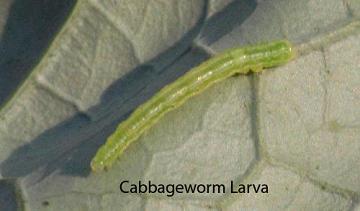 cabbage worm larva