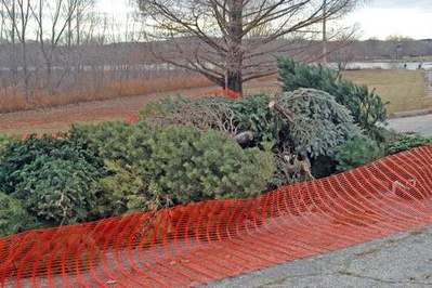 Christmas trees for recycling