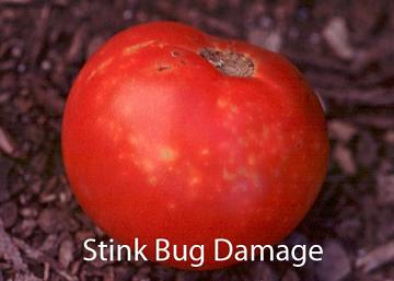 tomato stink bug damage