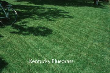 Kentucky Bluegrass lawn
