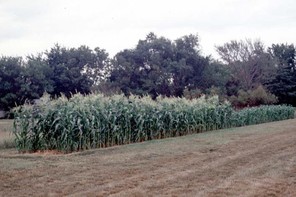 sweet corn planting