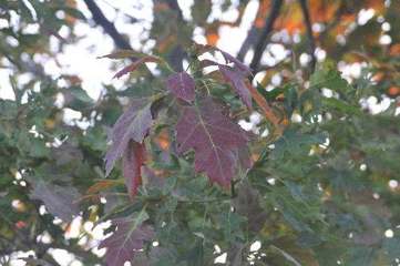tree leaves turning color