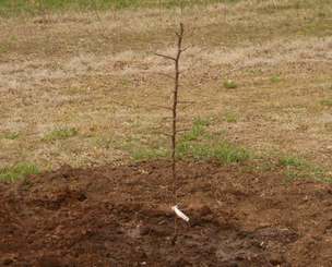 Newly planted tree