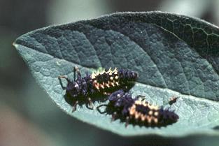 ladybird beetle larvae