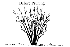 shrub before pruning