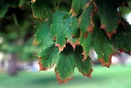 Maple Leaf Scorch