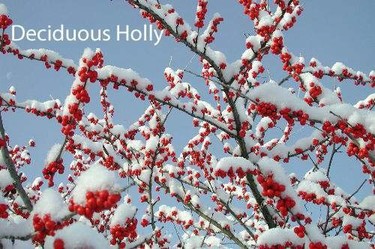 deciduous holly