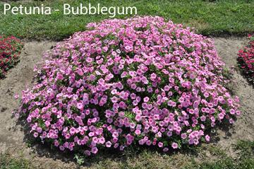 Petunia Supertunia Vista Bubblgum
